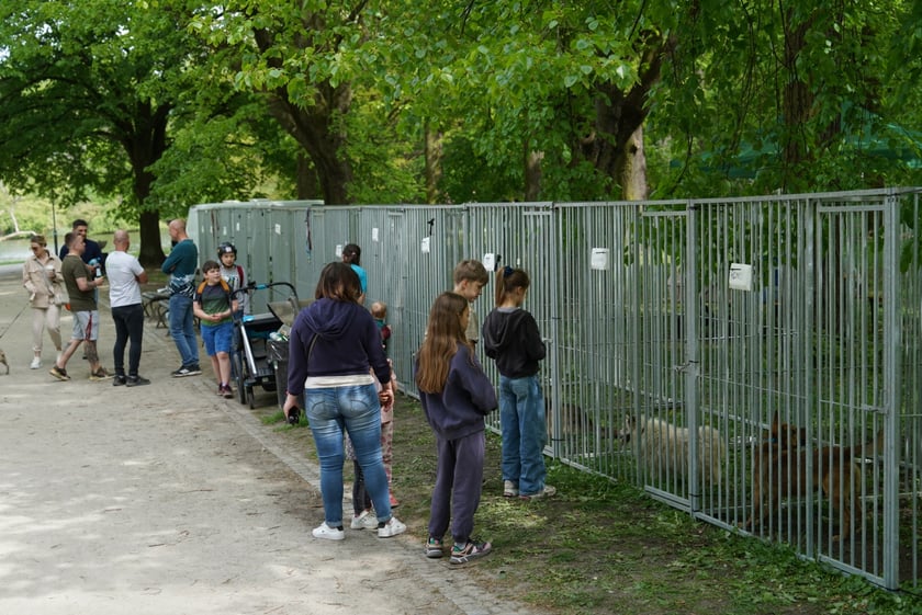 Psi Piknik Adopcyjny  Fundacji Centaurus