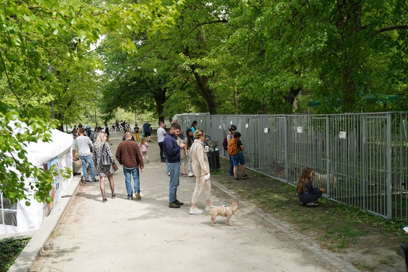 Psi Piknik Adopcyjny  Fundacji Centaurus