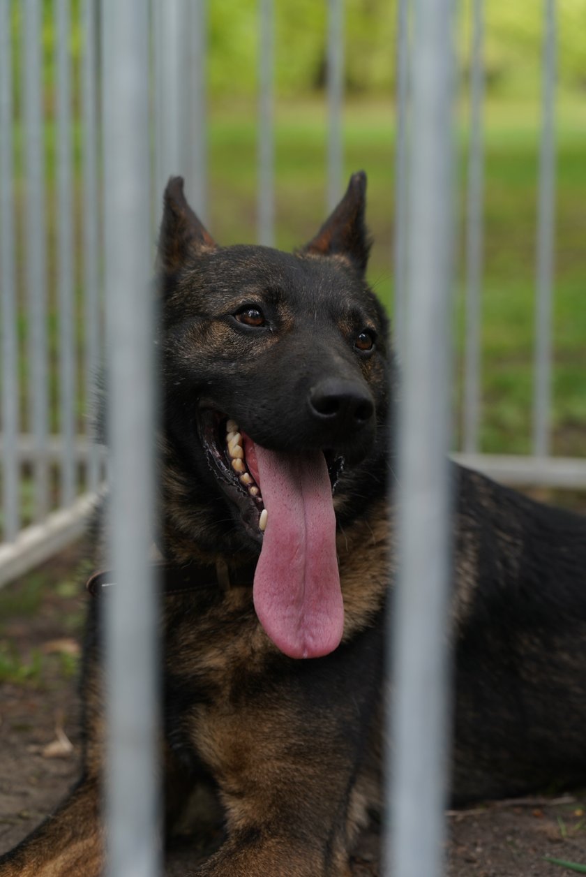 Psi Piknik Adopcyjny  Fundacji Centaurus