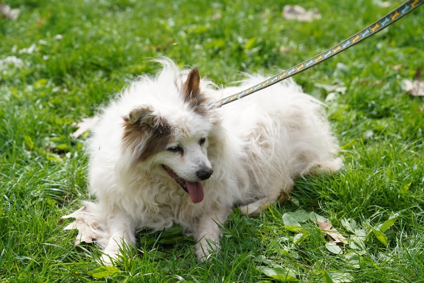 Psi Piknik Adopcyjny  Fundacji Centaurus