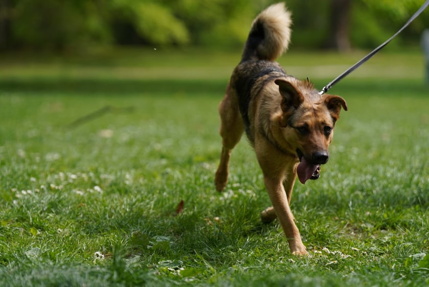 Piknik Adopcyjny Fundacji Centaurus w Parku Południowym