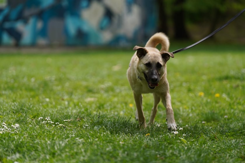 Piknik Adopcyjny Fundacji Centaurus w Parku Południowym