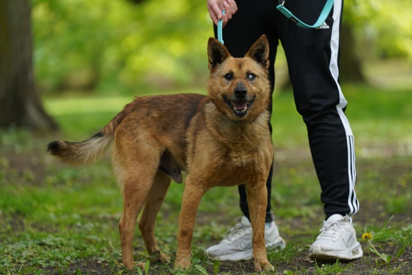 Piknik Adopcyjny Fundacji Centaurus w Parku Południowym