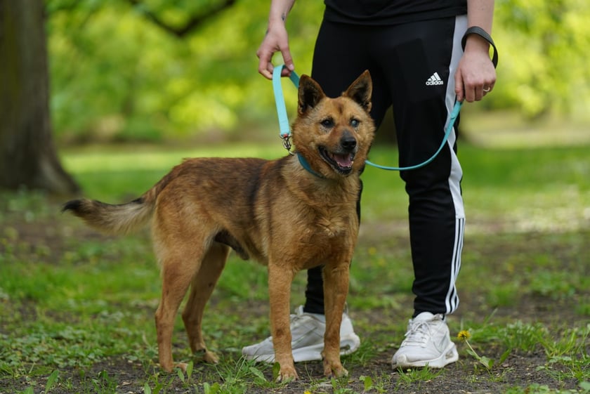 Piknik Adopcyjny Fundacji Centaurus w Parku Południowym