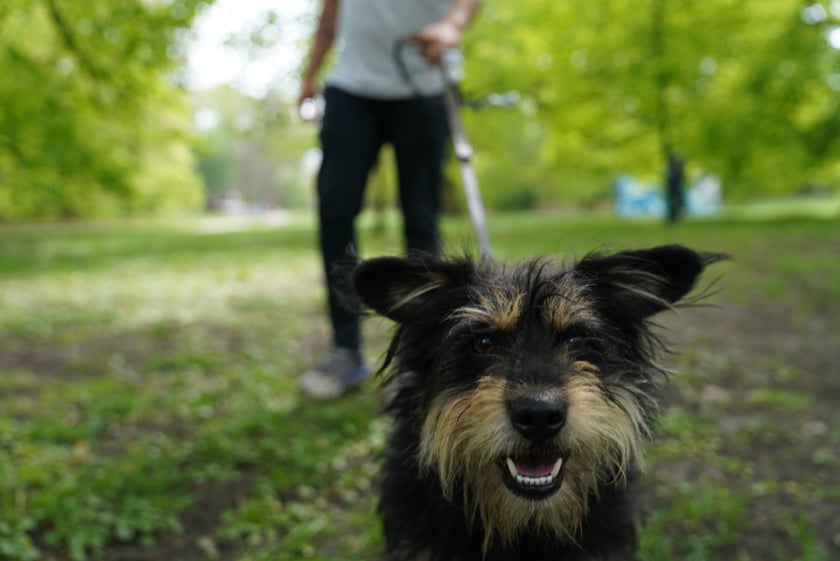 Piknik Adopcyjny Fundacji Centaurus w Parku Południowym