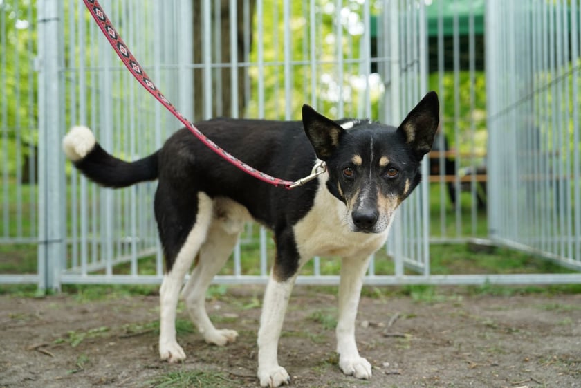 Piknik Adopcyjny Fundacji Centaurus w Parku Południowym