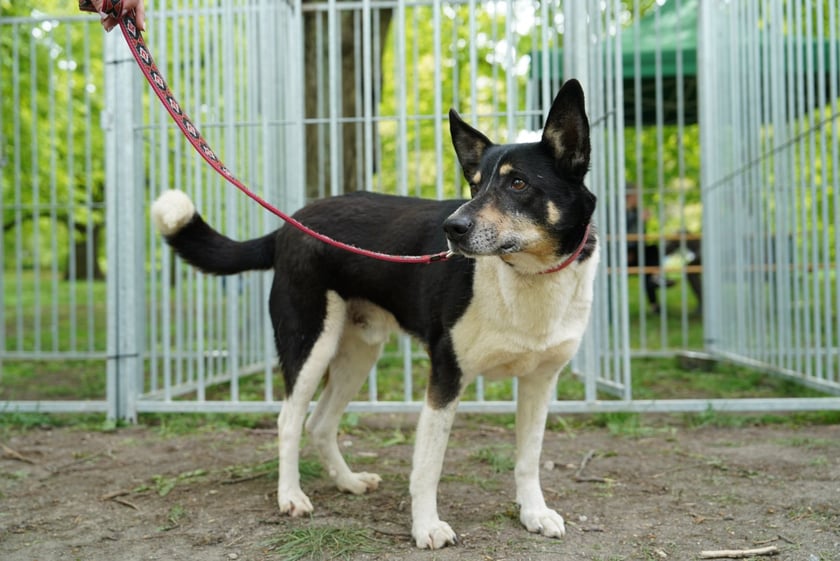 Piknik Adopcyjny Fundacji Centaurus w Parku Południowym