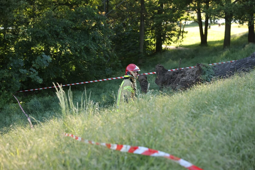 Drzewo spadło na ścieżkę spacerową na Biskupinie