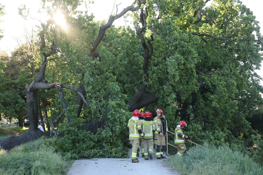Drzewo spadło na ścieżkę spacerową na Biskupinie
