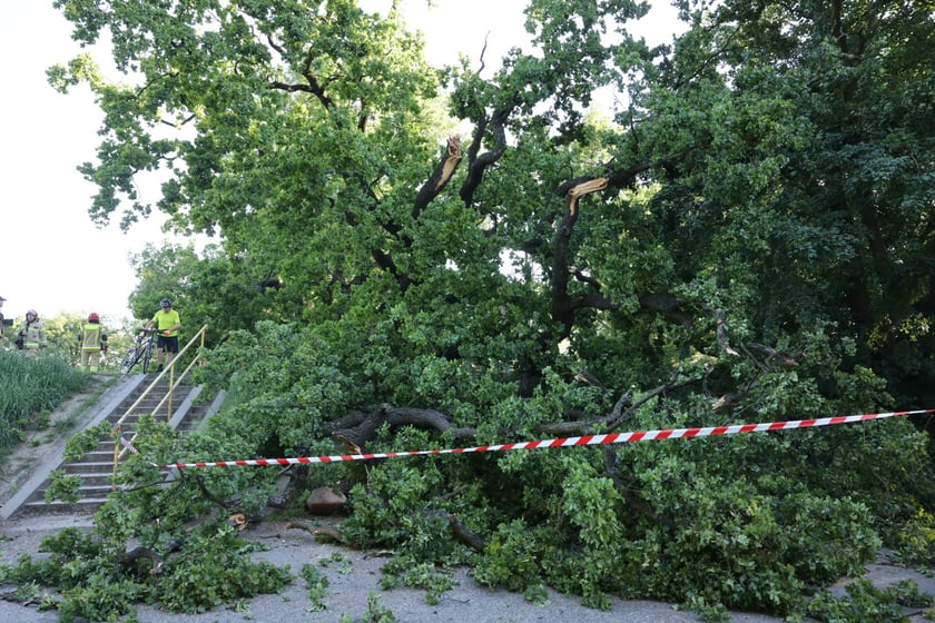 Drzewo spadło na ścieżkę spacerową na Biskupinie