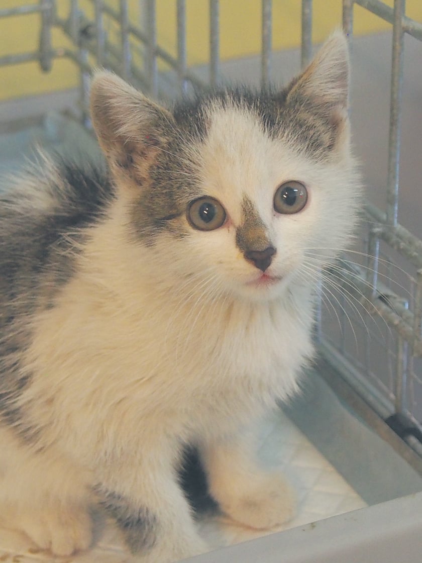 Kocięta do adopcji z wrocławskiego schroniska