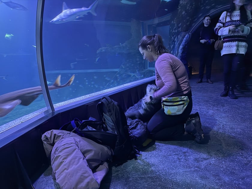 W Tunelu Mozambickim wrocławskiego Afrykarium można spędzić noc. Najpierw oprowadzają nas edukatorzy, potem śpimy "na dnie oceanu". Rano budzi nas hipopotam.