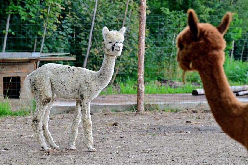 Alpaki na ranczu Yellowstone&nbsp;