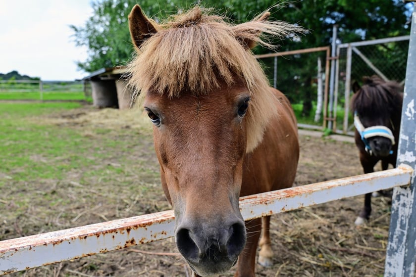 Ranczo Yellowstone w lesie Osobowickim