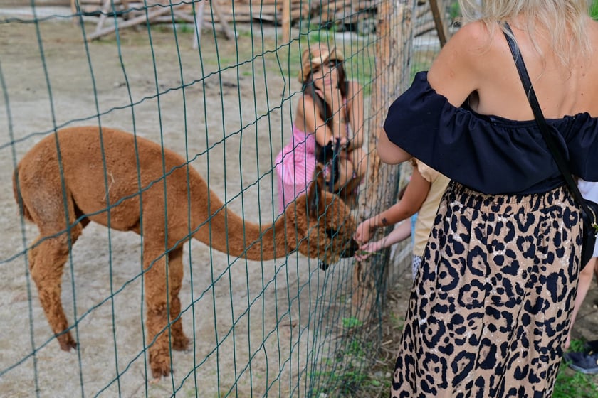Karmienie&nbsp;alpak na ranczu Yellowstone&nbsp;