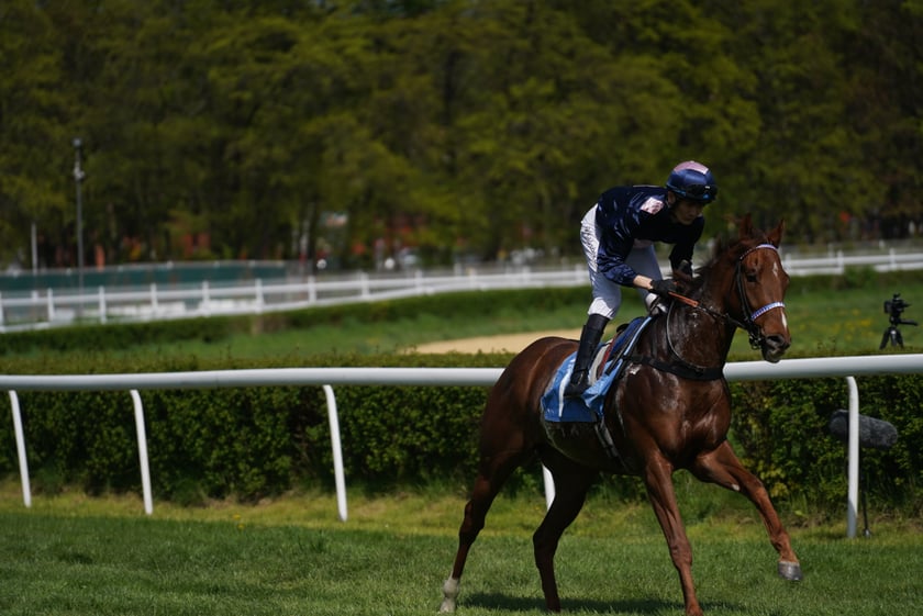 Majówka na Partynicach 2023