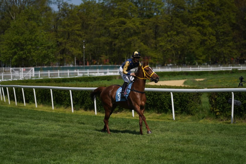 Majówka na Partynicach 2023