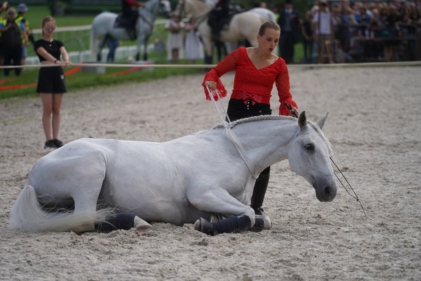 Wielka Wrocławska, gonitwa sezonu na Wrocławskim Torze Wyścigów Konnych Partynice