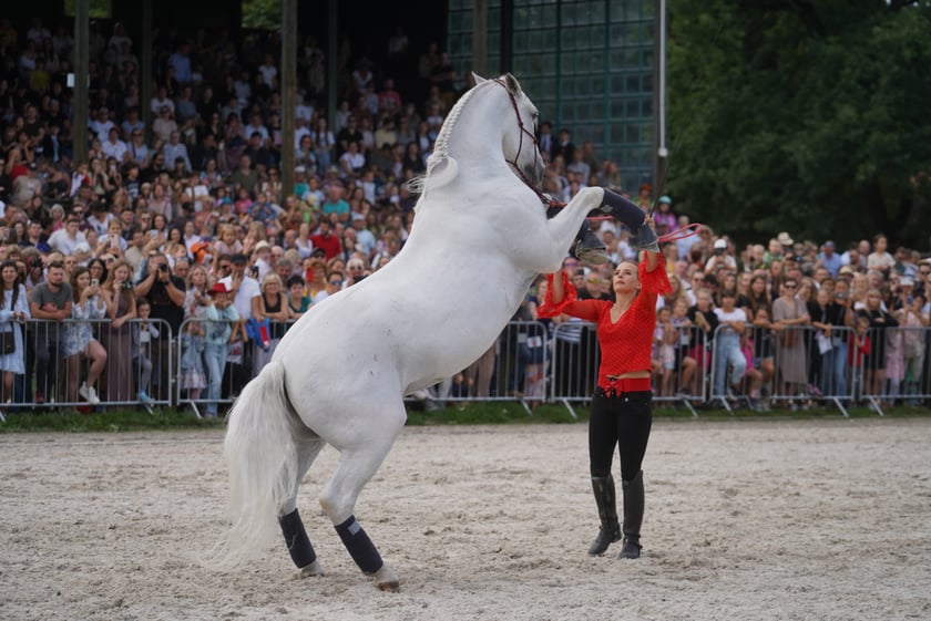 Wielka Wrocławska, gonitwa sezonu na Wrocławskim Torze Wyścigów Konnych Partynice