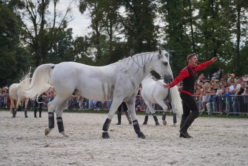 Wielka Wrocławska, gonitwa sezonu na Wrocławskim Torze Wyścigów Konnych Partynice