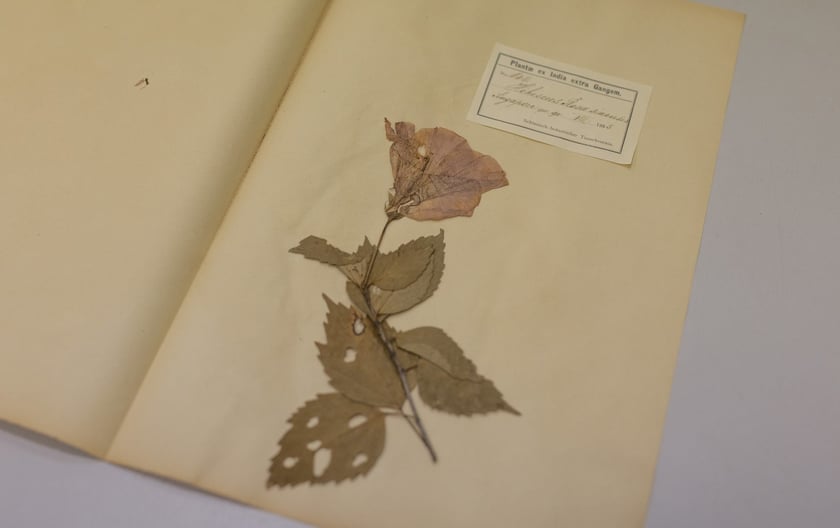 Herbarium. Muzeum Przyrodniczego Uniwersytetu Wrocławskiego