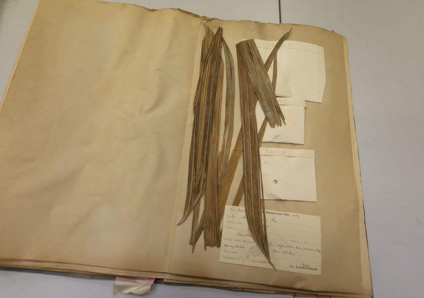 Herbarium. Muzeum Przyrodniczego Uniwersytetu Wrocławskiego