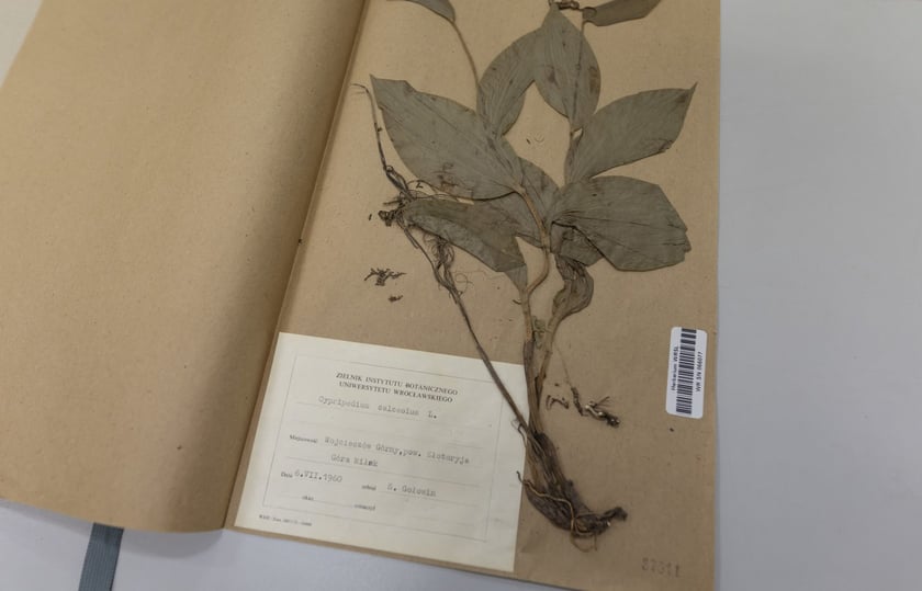 Herbarium. Muzeum Przyrodniczego Uniwersytetu Wrocławskiego