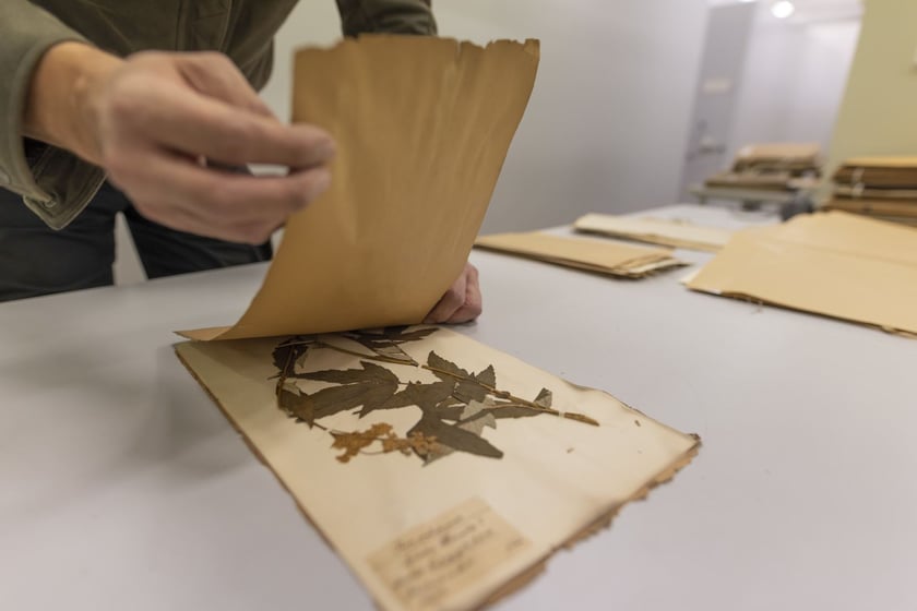 Herbarium. Muzeum Przyrodniczego Uniwersytetu Wrocławskiego