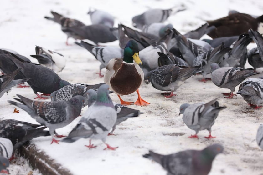 Zima zagościła we Wrocławiu. Właśnie spadł pierwszy śnieg...