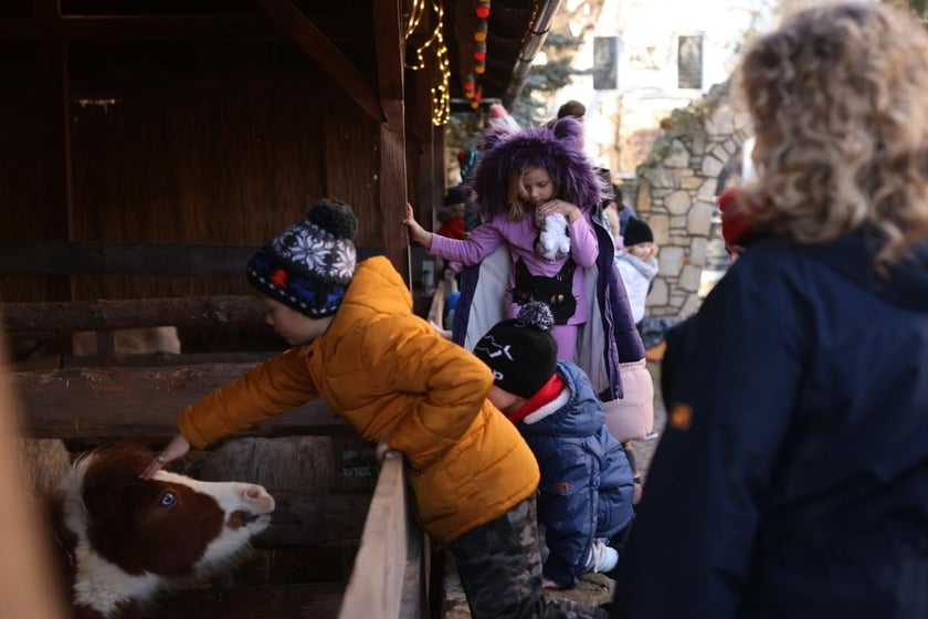 Żywa szopka ze zwierzętami na Wittigowie