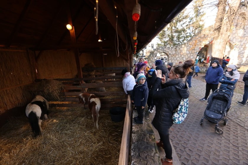 Żywa szopka ze zwierzętami na Wittigowie