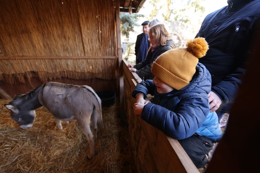 Żywa szopka ze zwierzętami na Wittigowie