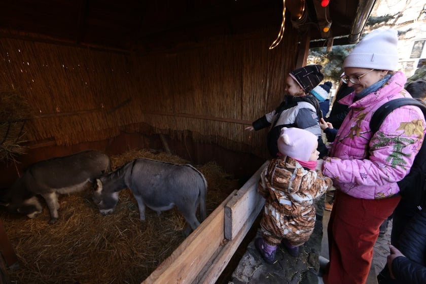 Żywa szopka ze zwierzętami na Wittigowie