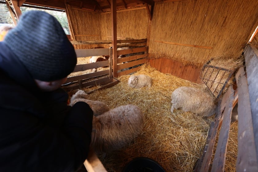 Żywa szopka ze zwierzętami na Wittigowie