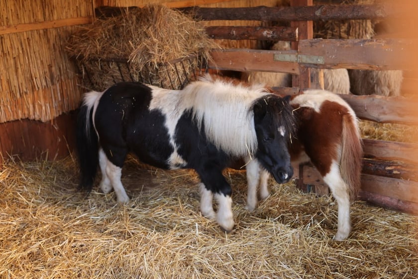 Żywa szopka ze zwierzętami na Wittigowie