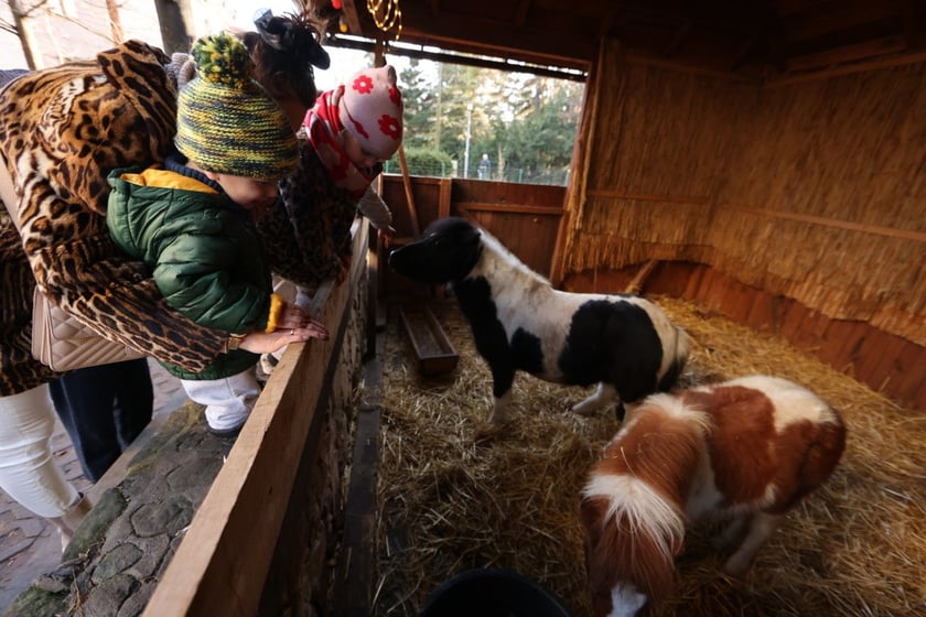 Żywa szopka ze zwierzętami na Wittigowie