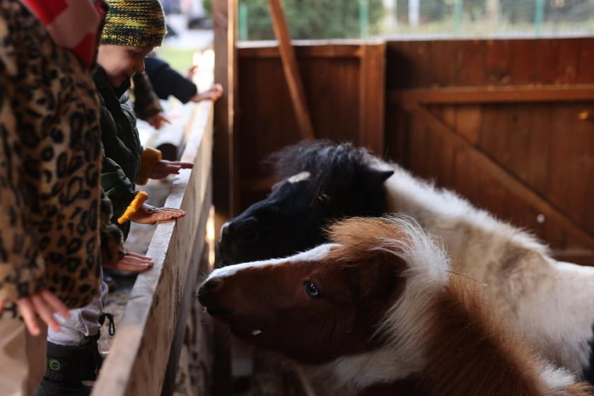 Żywa szopka ze zwierzętami na Wittigowie