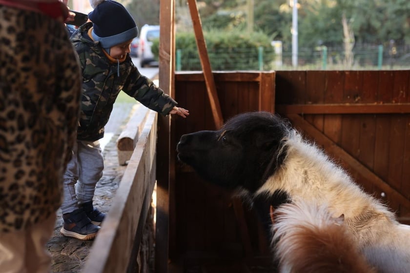 Żywa szopka ze zwierzętami na Wittigowie