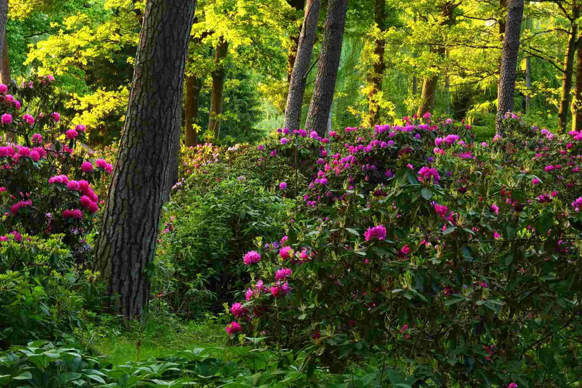 Arboretum Leśne