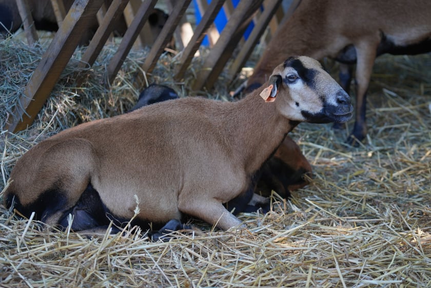 Dyniowa Farma we Wrocławiu