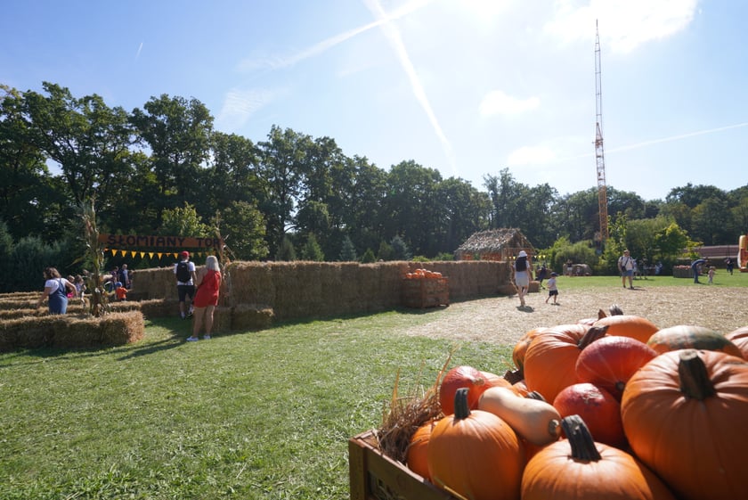 Dyniowa Farma we Wrocławiu