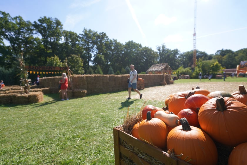 Dyniowa Farma we Wrocławiu
