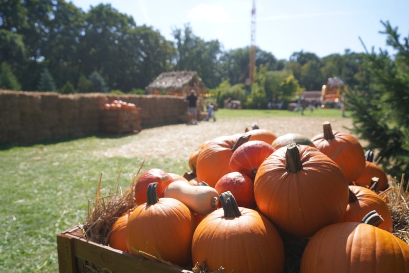 Dyniowa Farma we Wrocławiu