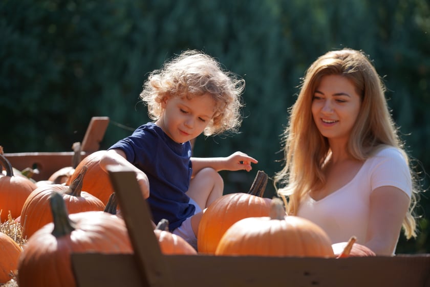 Dyniowa Farma we Wrocławiu