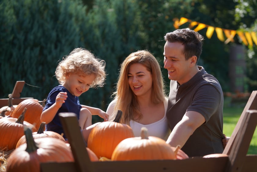 Dyniowa Farma we Wrocławiu