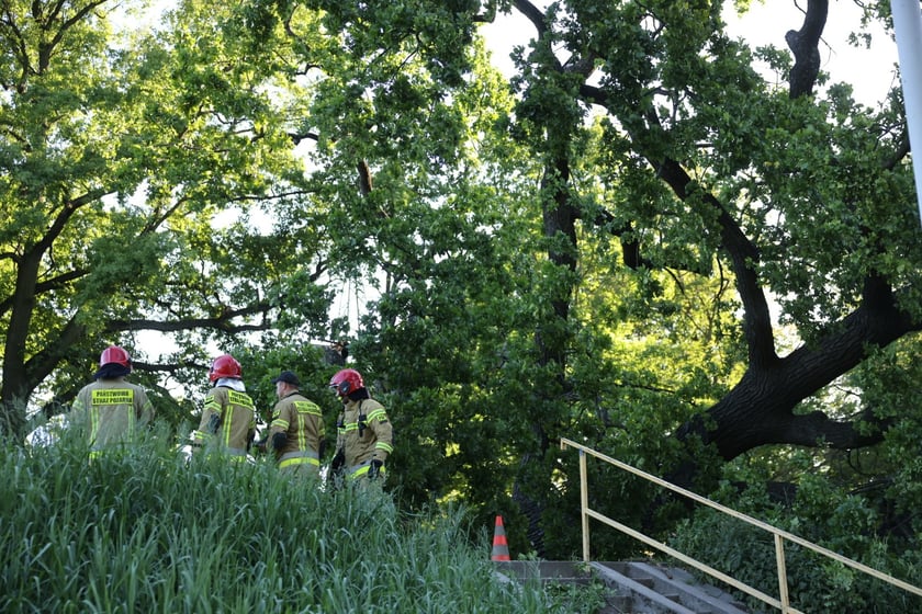 Drzewo spadło na ścieżkę spacerową na Biskupinie
