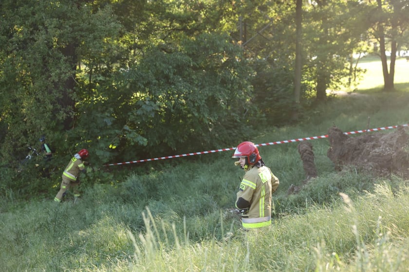 Drzewo spadło na ścieżkę spacerową na Biskupinie