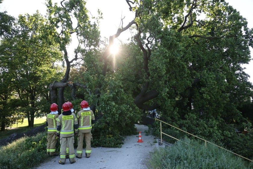 Drzewo spadło na ścieżkę spacerową na Biskupinie
