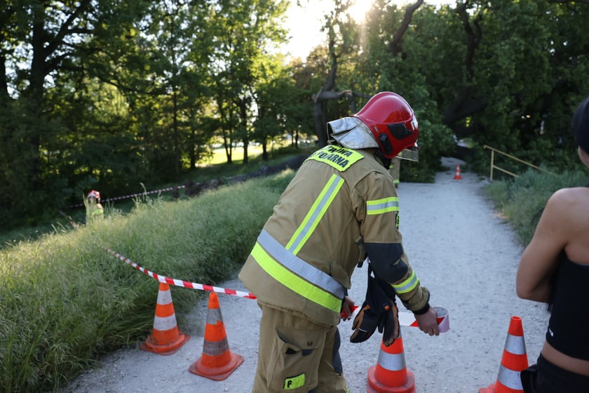 Drzewo spadło na ścieżkę spacerową na Biskupinie