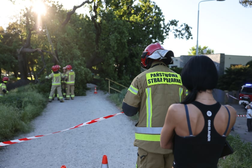 Drzewo spadło na ścieżkę spacerową na Biskupinie